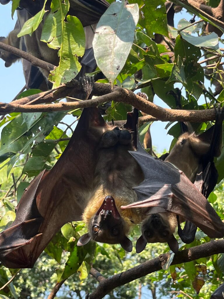 fruits bats at napoleon island by discover lake kivu at karongi